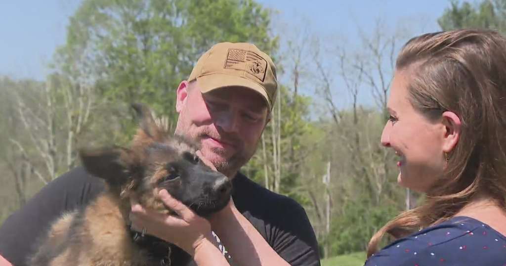 Local group matching military veterans with service dogs - Vimarsana News
