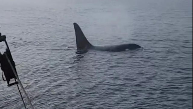orca-bigger-nantucket.jpg 