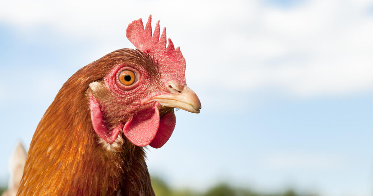 Conspiracy theorists claim bird flu is fake news: "It's just COVID for chickens"