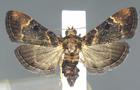 moth2.jpg 