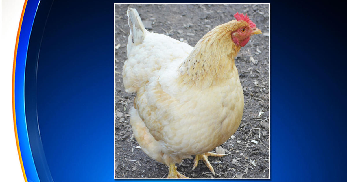 First case of highly contagious bird flu detected in New Jersey