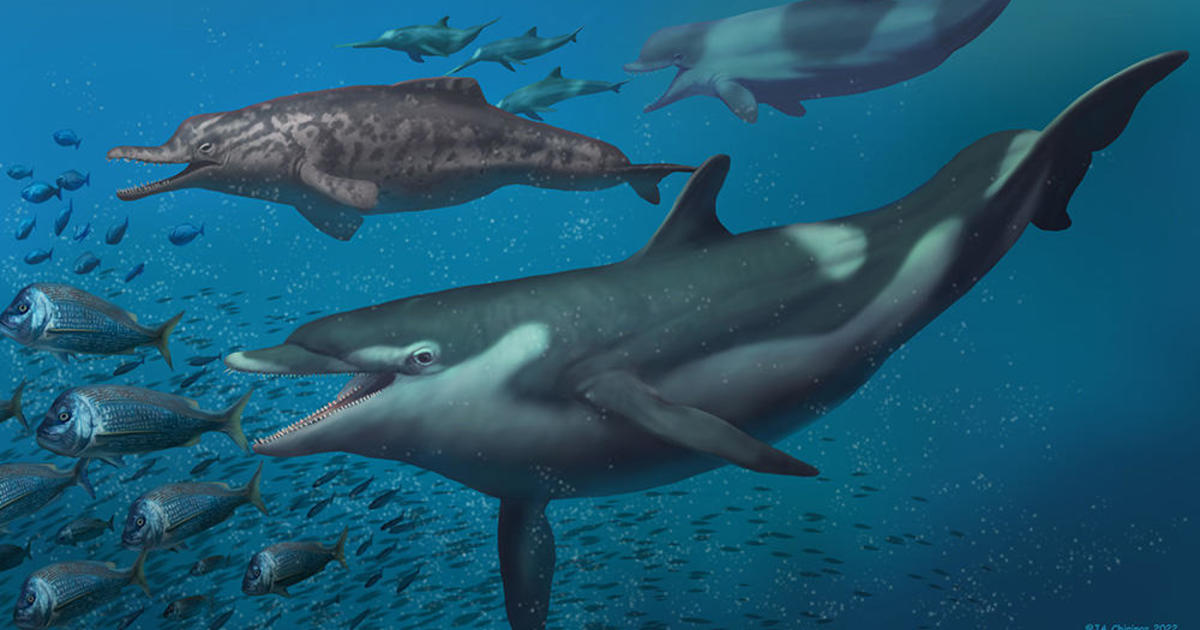 Prehistoric dolphin species discovered in landlocked Switzerland