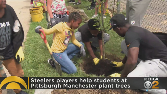 steelers-pittsburgh-manchester-trees.png 