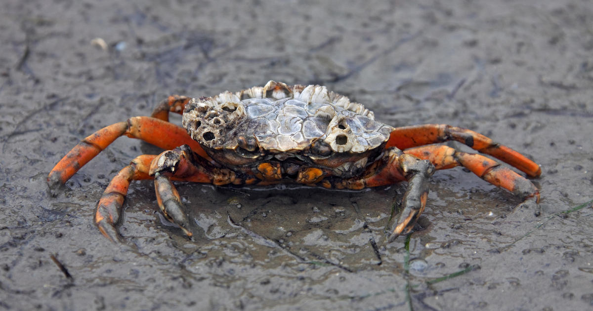 "Efficient predator": Invasive European green crab found in new area of Washington state
