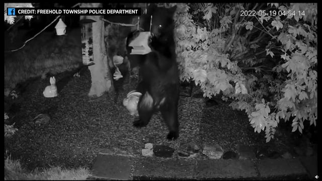 Bear caught on camera snatching bird feeder in Freehold Township yard 