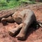 Pregnant elephant on brink of extinction found dead; poisoning suspected