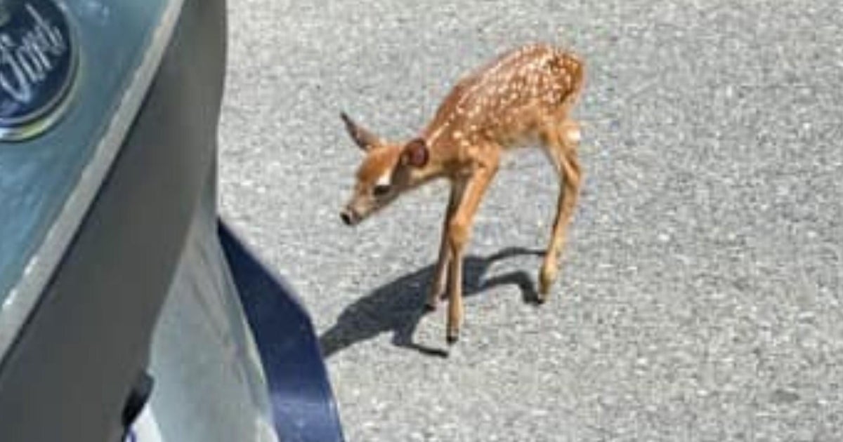 State trooper helps stop mother deer and fawn from crossing Mass Pike - Vimarsana News